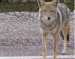 coyote