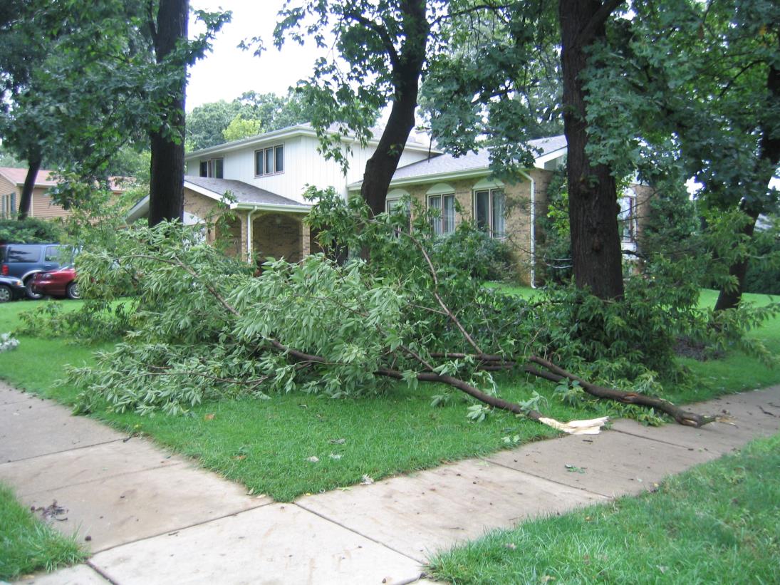 storm debris