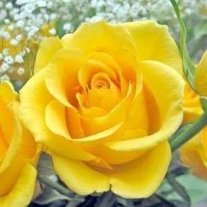 BWC yellow rose