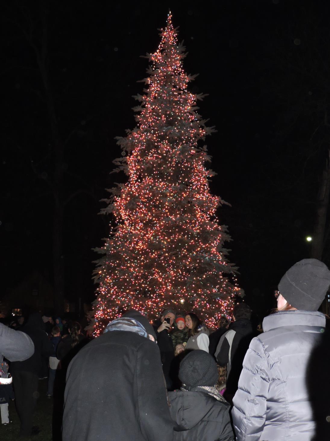 Bartlett's holiday tree